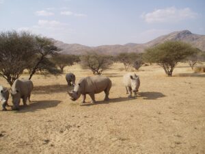 Namibia 4x4 Rentals Rhinos
